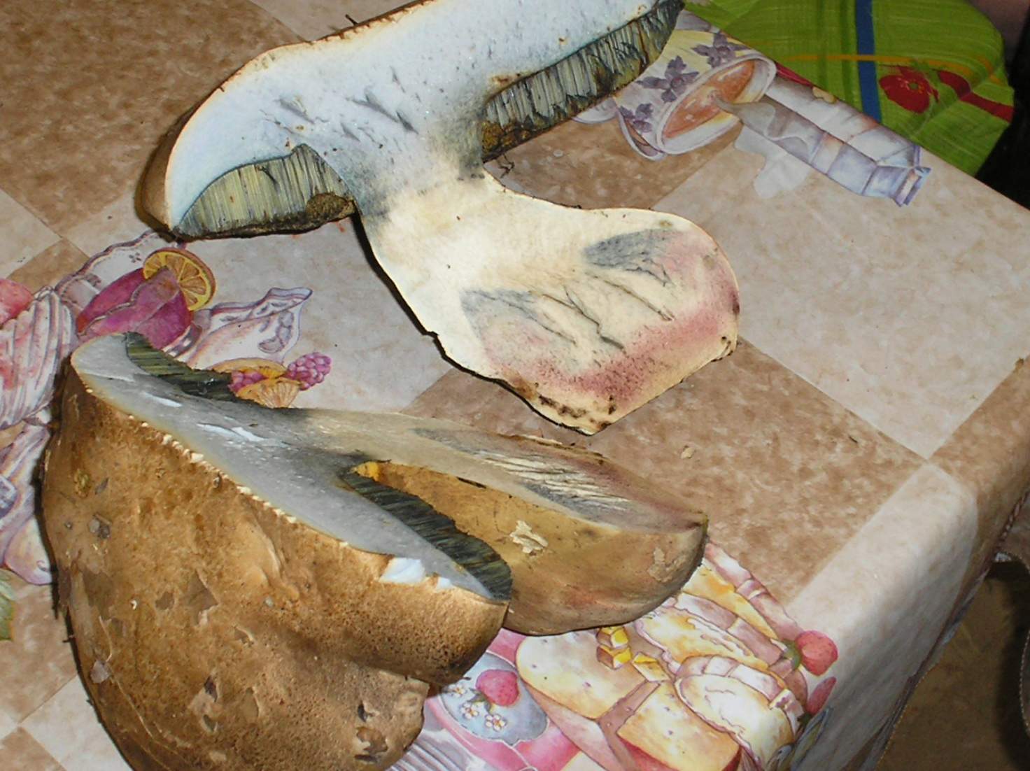 Boletus albidus